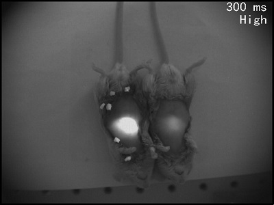 Fluorescence Imaging 